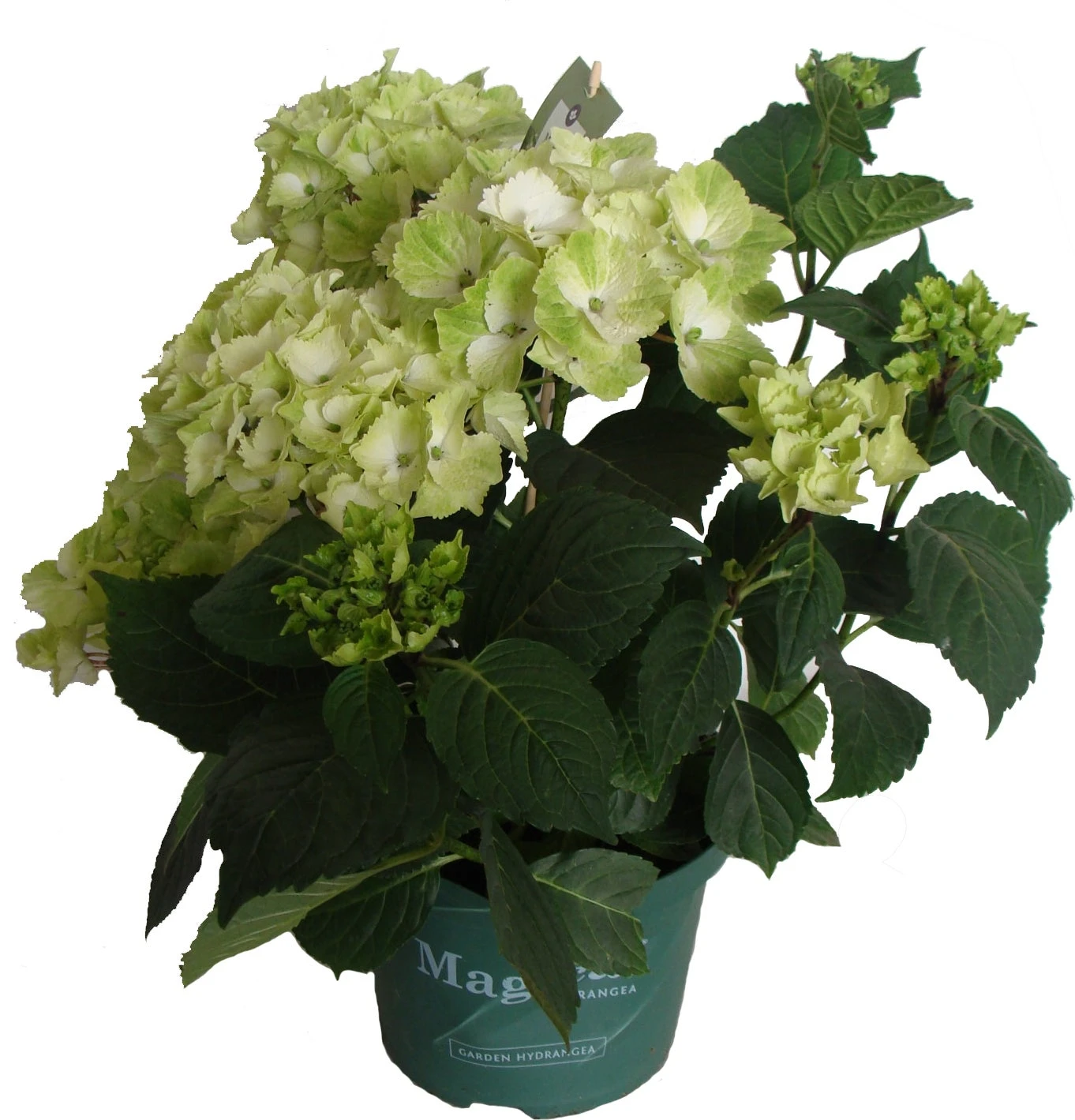 Hortensia (Hydrangea 'Magical Noblesse') Wit D 20 H 45 Cm 1 Hortensia (Hydrangea 'Magical Noblesse') Wit D 20 H 45 Cm