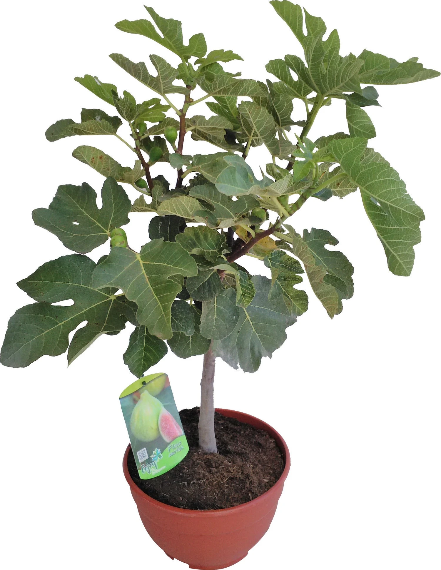 Vijg (Ficus Carica) D 25 H 60 Cm 1 Vijg (Ficus Carica) D 25 H 60 Cm