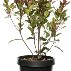 Glansmispel Op Stam (Photinia Fraseri 'Carré Rouge') D 27 H 90 Cm
