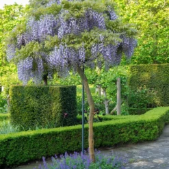 Blauwe Regen (Wisteria Sinensis 'Blue Sapphire') D 38 H 190 Cm