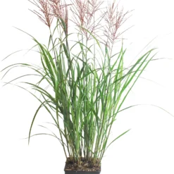 Chinees Riet (Miscanthus Sinensis 'Oktoberfest' ) D 29 H 80 Cm