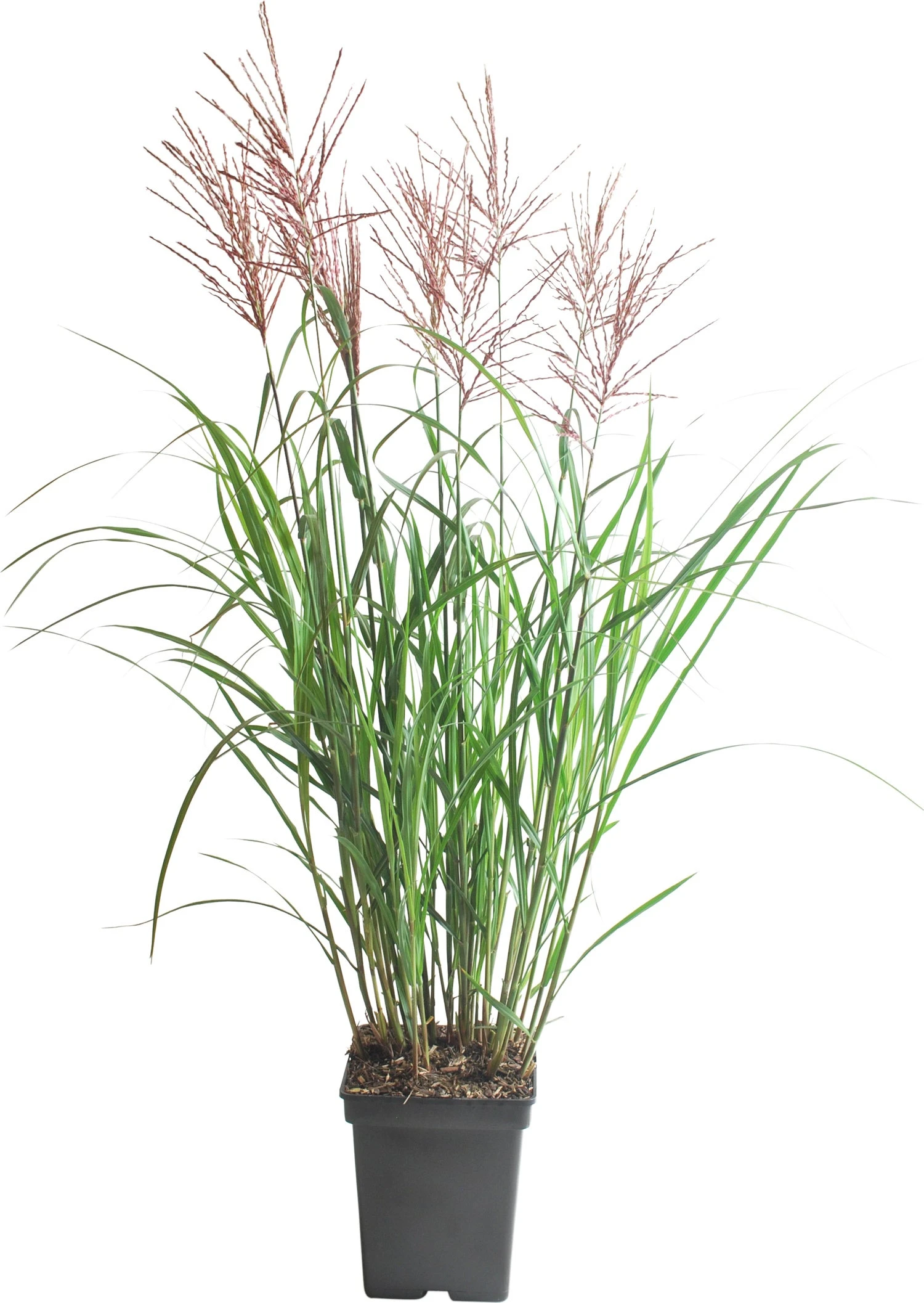Chinees Riet (Miscanthus Sinensis 'Oktoberfest' ) D 29 H 80 Cm 1 Chinees Riet (Miscanthus Sinensis 'Oktoberfest' ) D 29 H 80 Cm