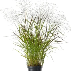 Pluimgierst (Panicum Virgatum 'Totem Pole' ) D 29 H 80 Cm