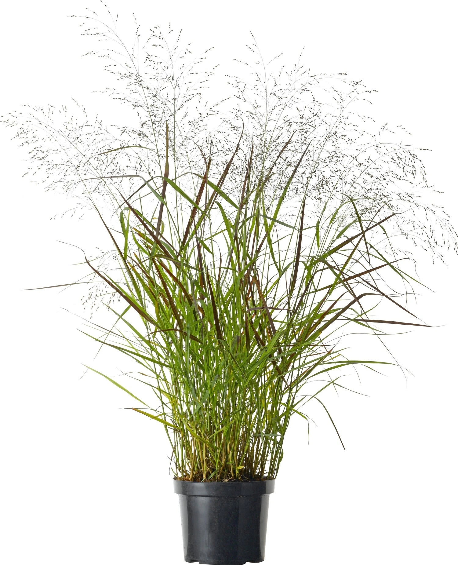 Pluimgierst (Panicum Virgatum 'Totem Pole' ) D 29 H 80 Cm 1 Pluimgierst (Panicum Virgatum 'Totem Pole' ) D 29 H 80 Cm