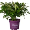 Rhododendron (Rhododendron 'Pushy Purple' ) D 23 H 30 Cm