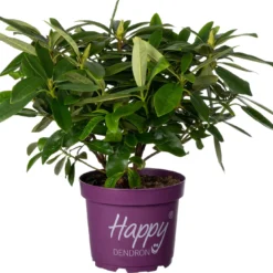 Rhododendron (Rhododendron 'Pushy Purple' ) D 23 H 30 Cm