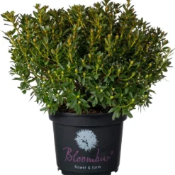 Klein Bladige Rhododendron (Rhododendron Micranthum 'Bloombux') D 23 H 30 Cm
