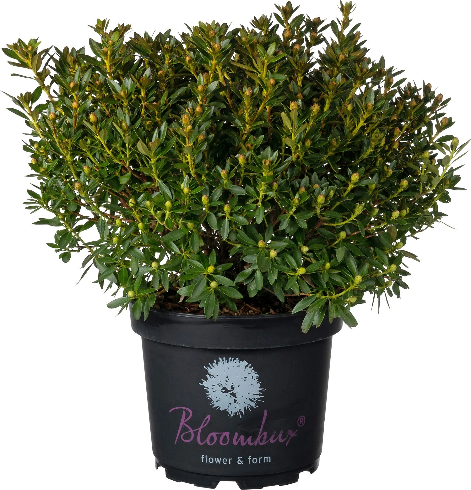 Klein Bladige Rhododendron (Rhododendron Micranthum 'Bloombux') D 23 H 30 Cm 1 Klein Bladige Rhododendron (Rhododendron Micranthum 'Bloombux') D 23 H 30 Cm