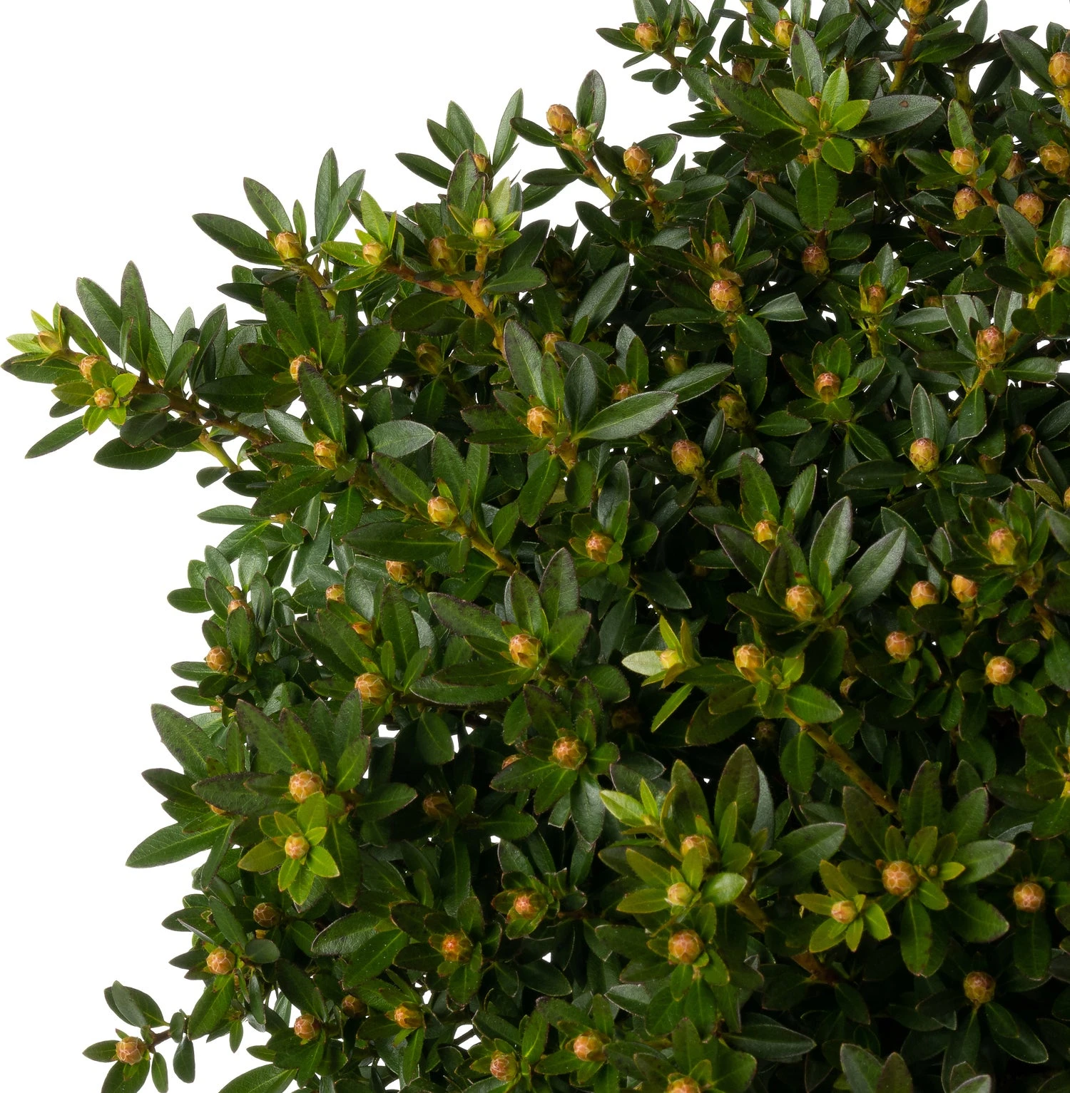 Klein Bladige Rhododendron (Rhododendron Micranthum 'Bloombux') D 23 H 30 Cm 2 Klein Bladige Rhododendron (Rhododendron Micranthum 'Bloombux') D 23 H 30 Cm - Afbeelding 2