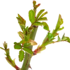 Roos (Rosa Rambling Rosie') -Aanbiedingen Buiten Joy Winkel 8717665064354 2