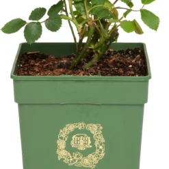 Roos (David Austin Rosa 'Boscobel®') D 24 H 40 Cm