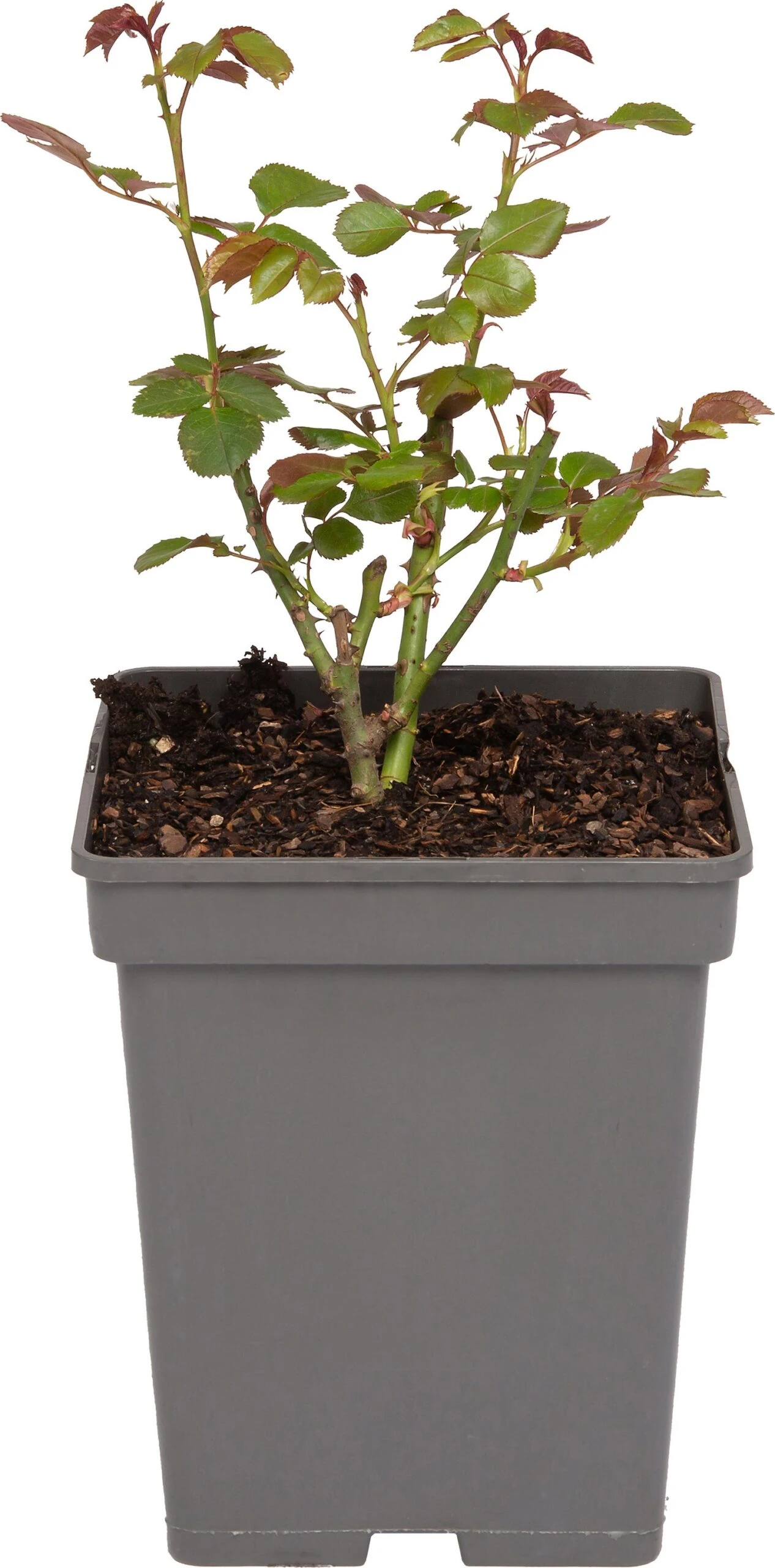 Trosroos (Rosa 'Nina Weibull') 1 Trosroos (Rosa 'Nina Weibull')