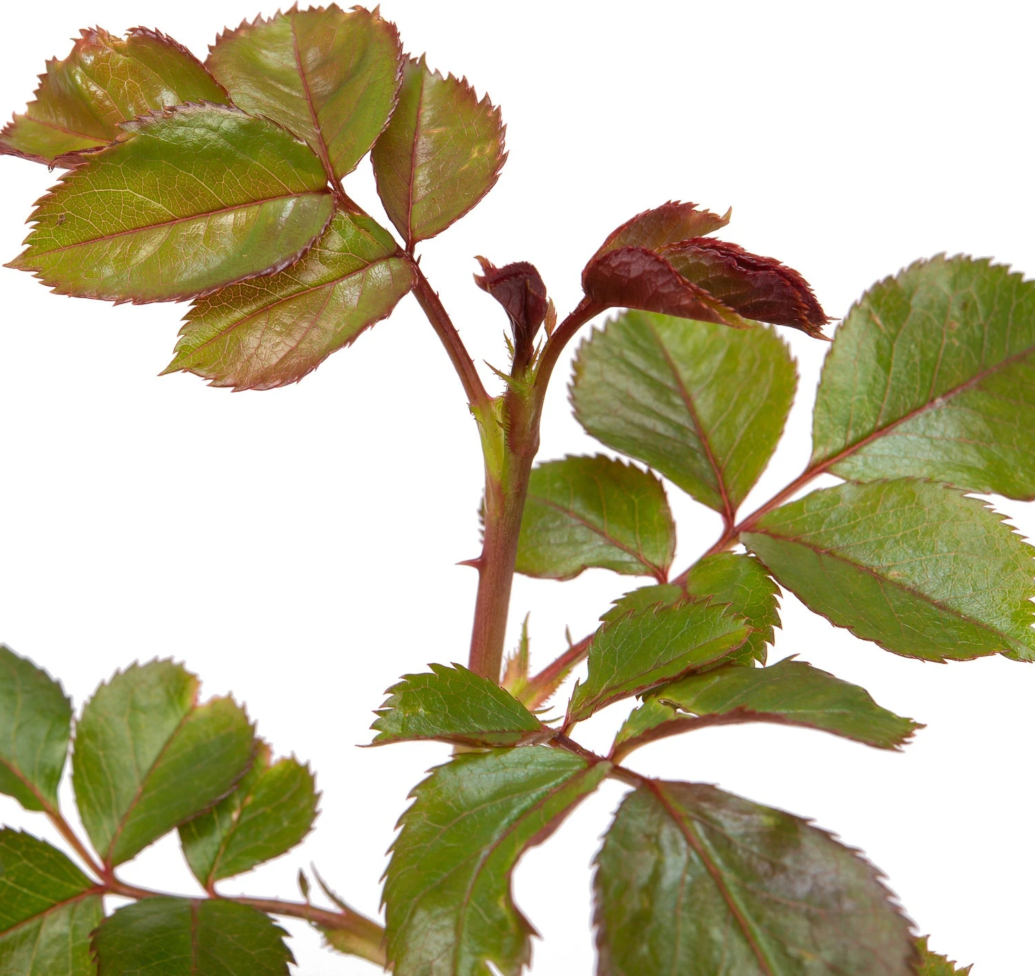 Trosroos (Rosa 'Nina Weibull') 2 Trosroos (Rosa 'Nina Weibull') - Afbeelding 2