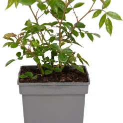 Grootbloemige Trosroos (Rosa 'Schneewittchen')