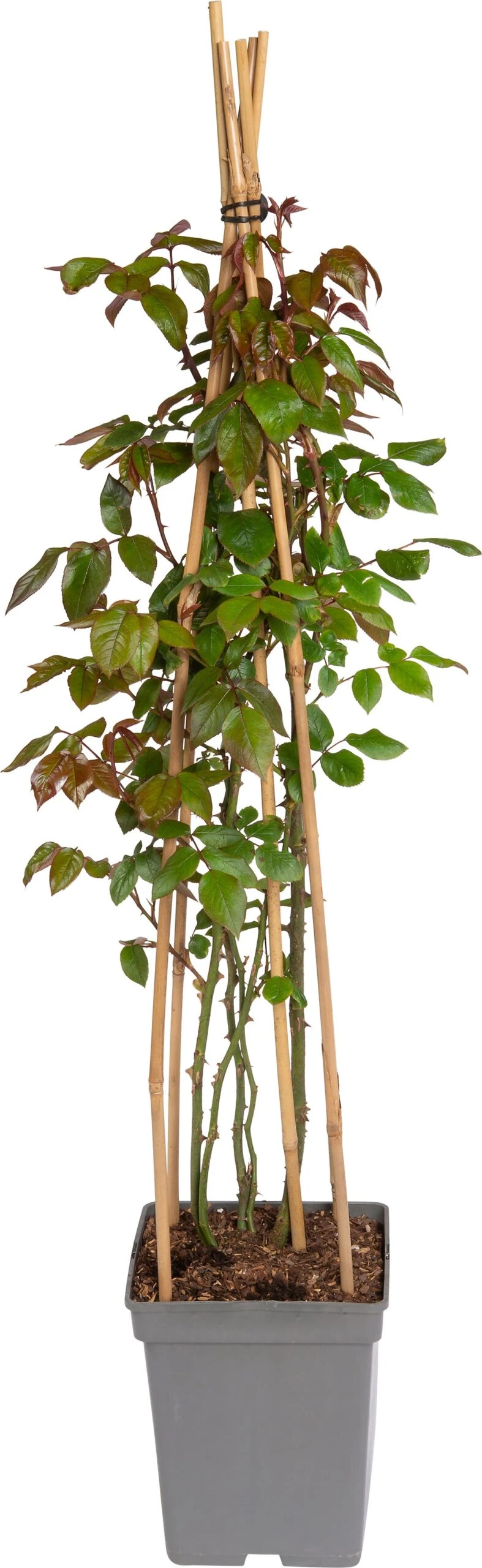 Klimroos (Rosa 'Händel') 1 Klimroos (Rosa 'Händel')