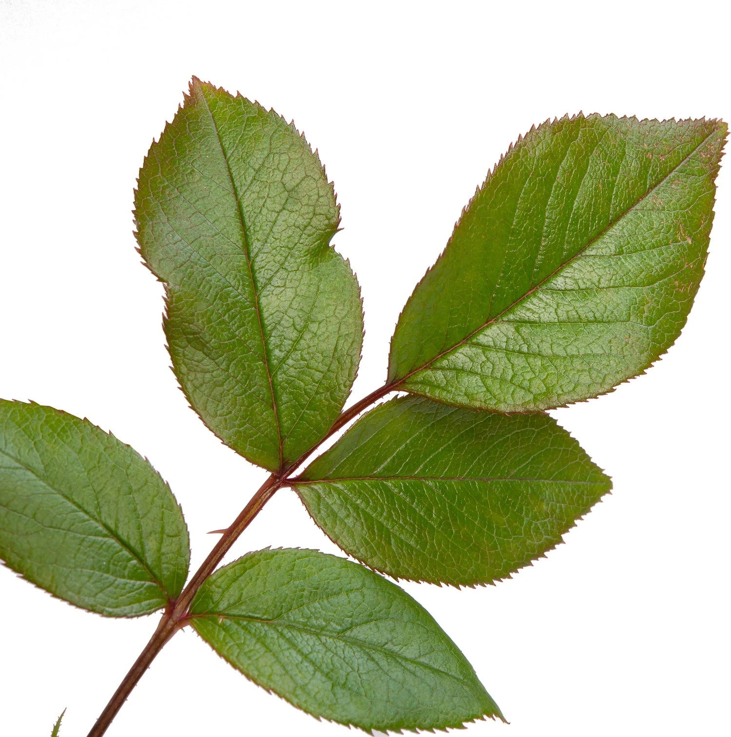 Klimroos (Rosa 'Händel') 2 Klimroos (Rosa 'Händel') - Afbeelding 2