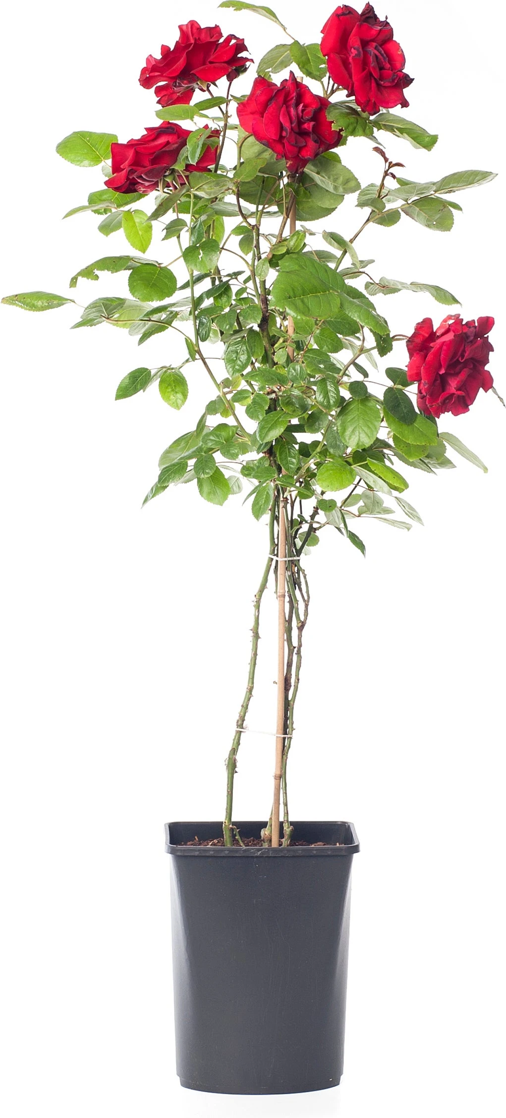 Klimroos (Rosa 'Santana') 1 Klimroos (Rosa 'Santana')