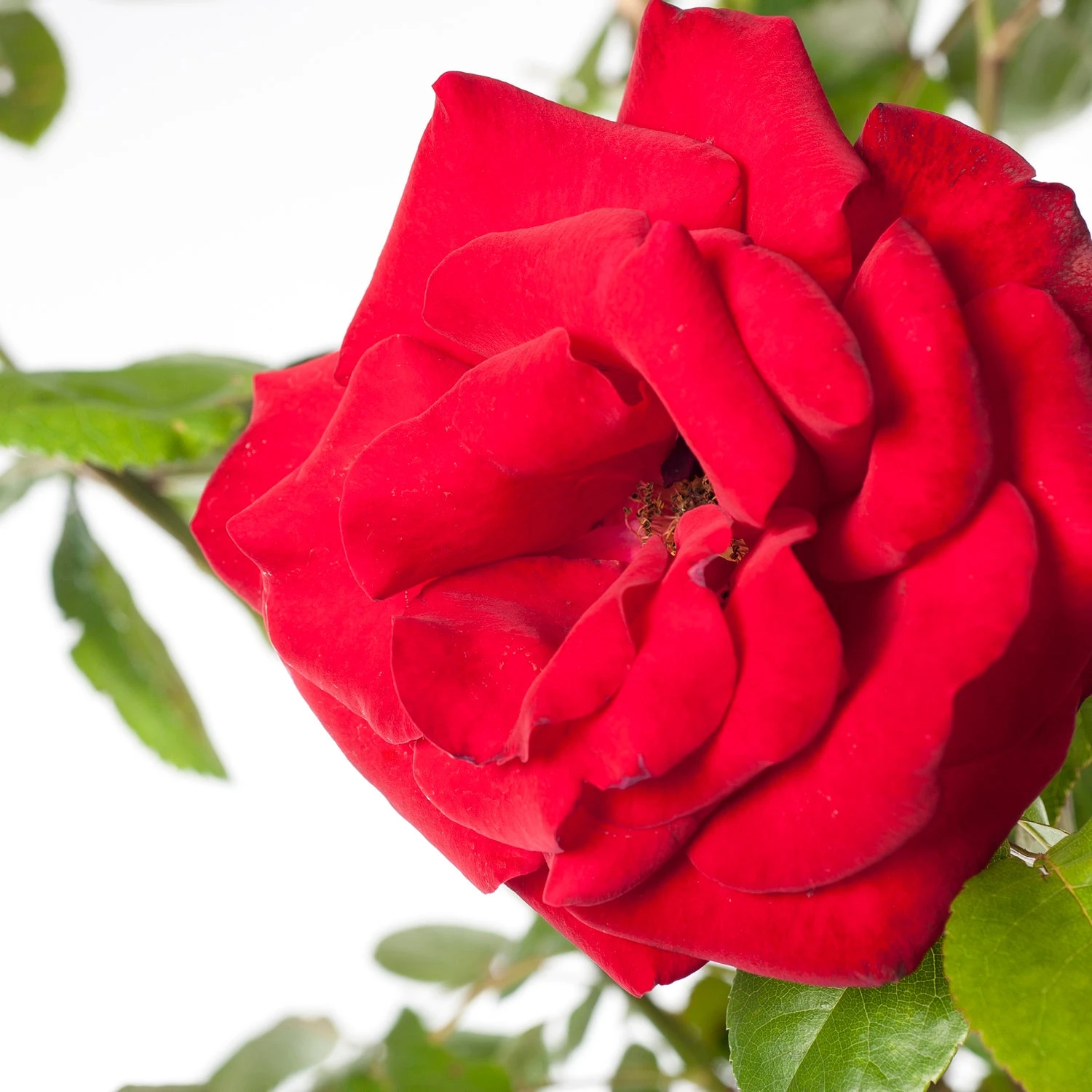 Klimroos (Rosa 'Santana') 2 Klimroos (Rosa 'Santana') - Afbeelding 2