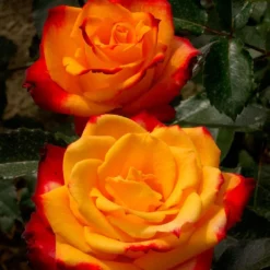 Grootbloemige Trosroos (Rosa 'Mein Mädchen') D 23 H 25 Cm