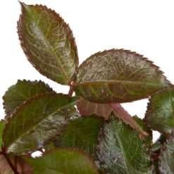 Grootbloemige Trosroos (Rosa 'Mein Mädchen') D 23 H 25 Cm -Aanbiedingen Buiten Joy Winkel 8717665180436 2