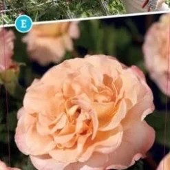 Aanbiedingen Buiten Joy Winkel -Aanbiedingen Buiten Joy Winkel 8717665419604 2