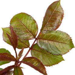 Grootbloemige Roos (Rosa 'Annapurna') D 23 H 25 Cm -Aanbiedingen Buiten Joy Winkel 8717665423991 2