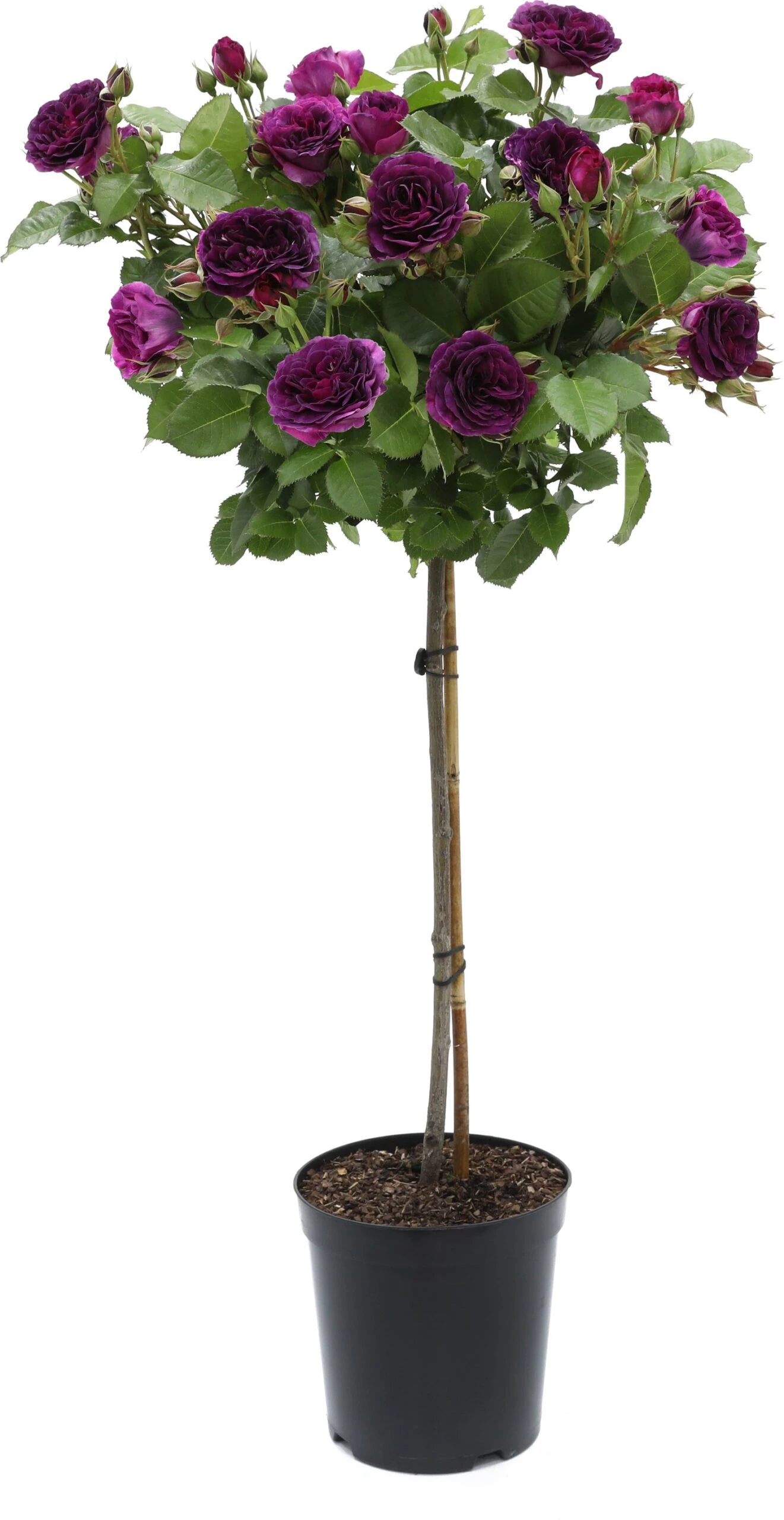 Stamroos (Rosa 'Minerva') D 24 H 75 Cm 1 Stamroos (Rosa 'Minerva') D 24 H 75 Cm