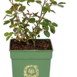 Roos (David Austin Rosa 'Desdemona®') D 24 H 40 Cm