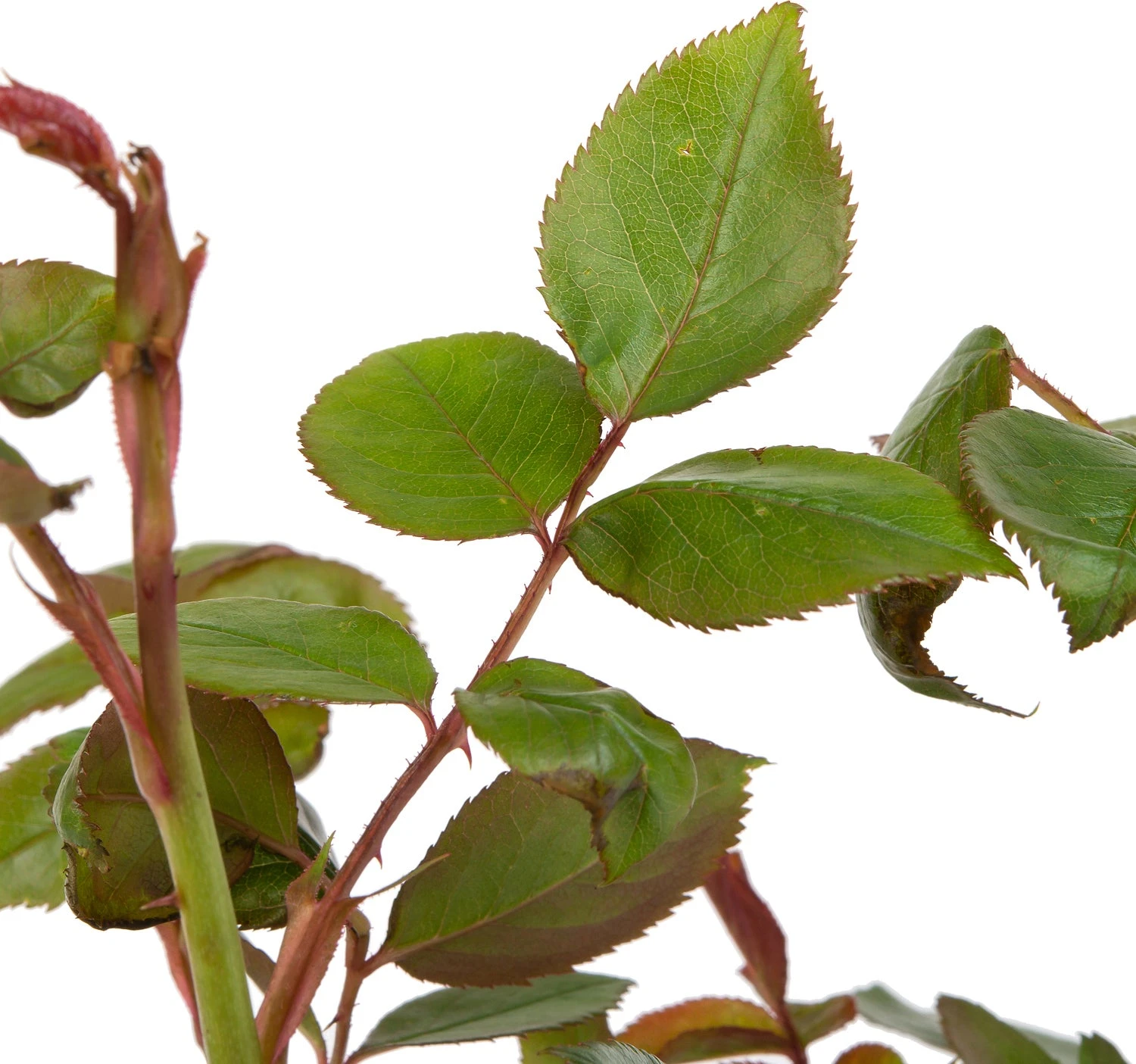 Roos (David Austin Rosa 'Desdemona®') D 24 H 40 Cm 2 Roos (David Austin Rosa 'Desdemona®') D 24 H 40 Cm - Afbeelding 2