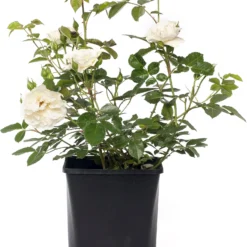 Struikroos (Rosa 'White Meilove')