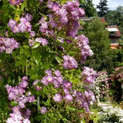 Rambler (Rosa 'Veilchenblau')