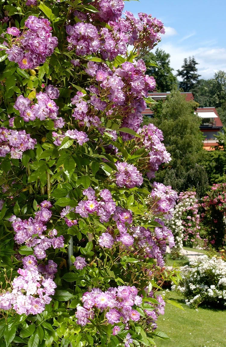 Rambler (Rosa 'Veilchenblau') 1 Rambler (Rosa 'Veilchenblau')