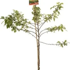 Intratuin Biologische Sierappel (Malus 'Red Sentinel') D 24 H 210 Cm