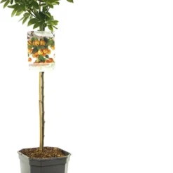 Intratuin Biologische Sierappel (Malus 'Pom'Zai') D 24 H 100 Cm
