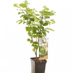 Intratuin Biologische Hazelnoot (Corylus Avellana 'Cosford') D 18 H 105 Cm