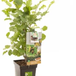 Intratuin Biologische Hazelnoot (Corylus Avellana 'Halle'sche Riesen') D 18 H 105 Cm