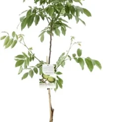 Intratuin Biologische Walnoot (Juglans Regina 'Buccaneer') D 24 H 120 Cm
