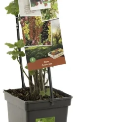 Intratuin Biologische 4 Bessen (Ribes 'Quatro') D 18 H 65 Cm