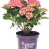 Hortensia (Hydrangea Macrophylla 'Forever & Ever') Rood D 23 H 30 Cm