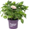 Hortensia (Hydrangea Macrophylla 'Forever & Ever') Roze D 23 H 30 Cm