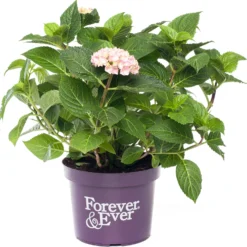 Hortensia (Hydrangea Macrophylla 'Forever & Ever') Roze D 23 H 30 Cm