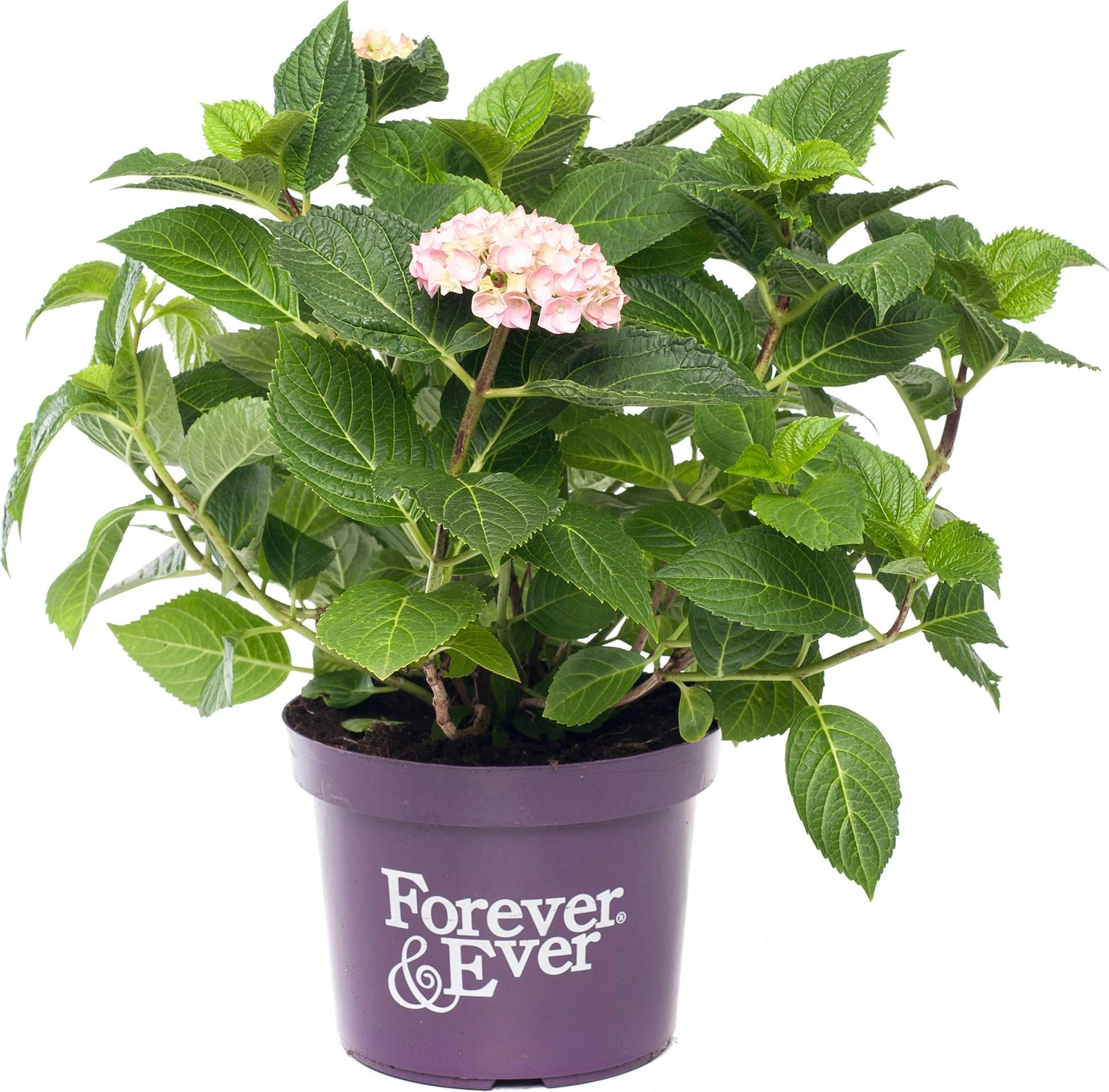 Hortensia (Hydrangea Macrophylla 'Forever & Ever') Roze D 23 H 30 Cm 1 Hortensia (Hydrangea Macrophylla 'Forever & Ever') Roze D 23 H 30 Cm