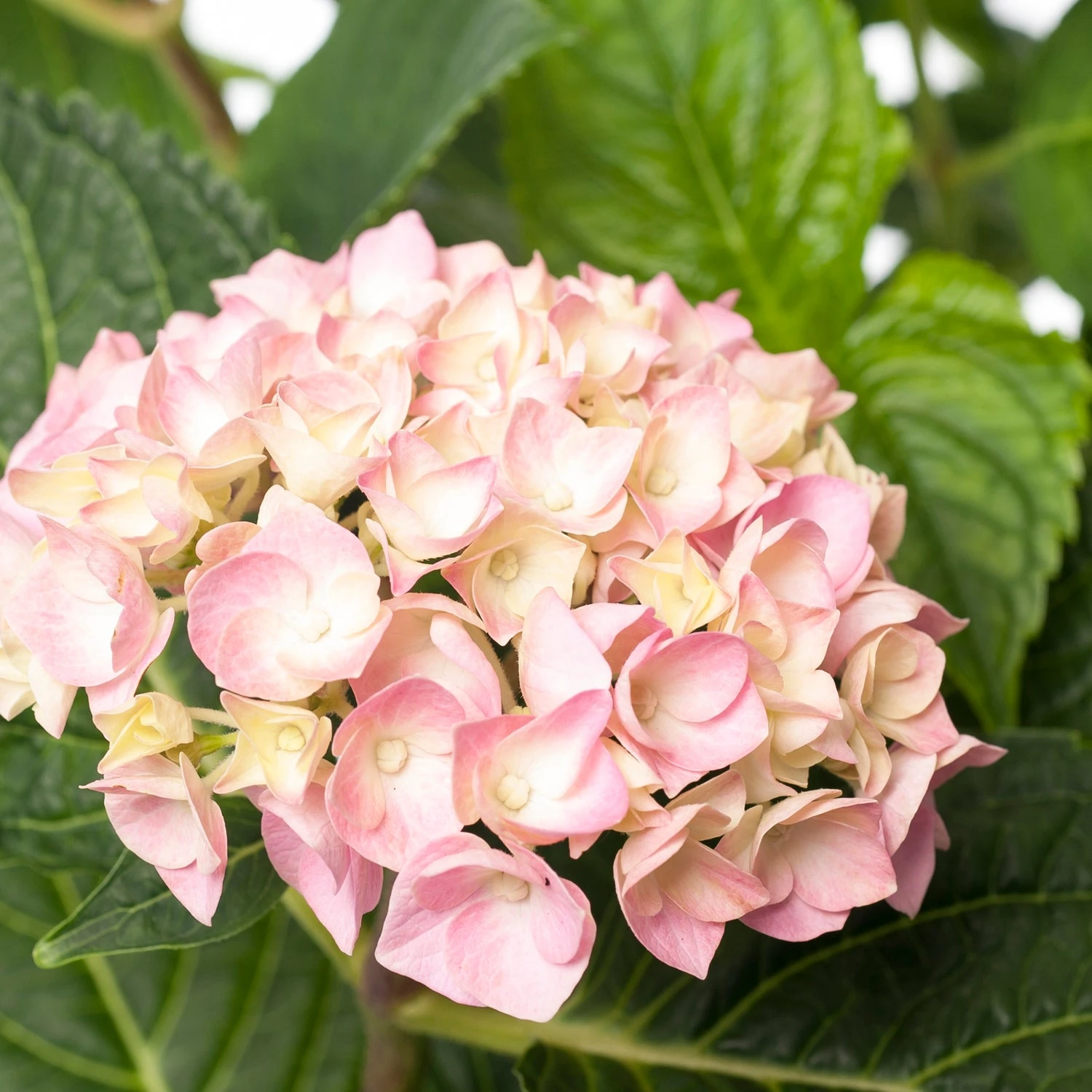 Hortensia (Hydrangea Macrophylla 'Forever & Ever') Roze D 23 H 30 Cm 2 Hortensia (Hydrangea Macrophylla 'Forever & Ever') Roze D 23 H 30 Cm - Afbeelding 2