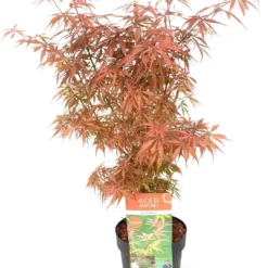 Japanse Esdoorn (Acer Palmatum 'Jerre Schwartz') D 19 H 40 Cm