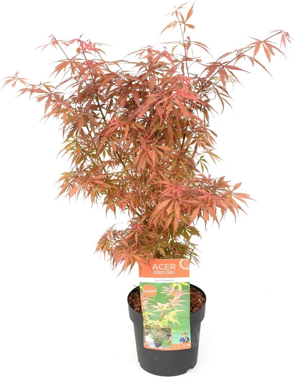 Japanse Esdoorn (Acer Palmatum 'Jerre Schwartz') D 19 H 40 Cm 1 Japanse Esdoorn (Acer Palmatum 'Jerre Schwartz') D 19 H 40 Cm