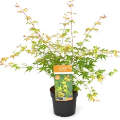 Japanse Esdoorn (Acer Palmatum 'Katsura') D 19 H 40 Cm