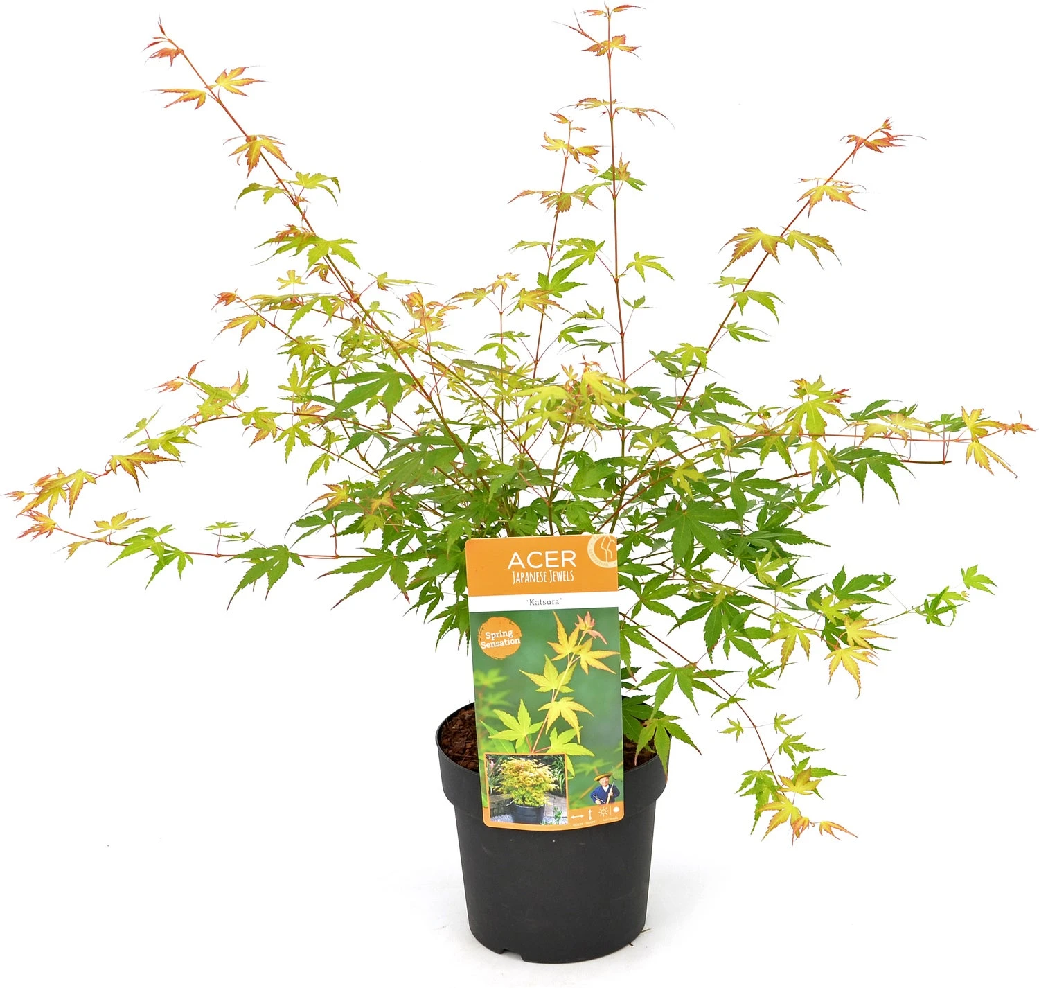 Japanse Esdoorn (Acer Palmatum 'Katsura') D 19 H 40 Cm 1 Japanse Esdoorn (Acer Palmatum 'Katsura') D 19 H 40 Cm