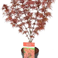 Japanse Esdoorn (Acer Palmatum 'Shaina') D 19 H 40 Cm
