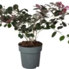 Heksenstruik (Loropetalum Chinense 'Fire Dance') D 15 H 20 Cm