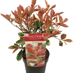 Glansmispel (Photinia Fraseri 'Pink Marble') D 19 H 30 Cm